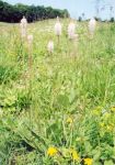 [12] babka lancetowata Plantago lanceolata, fot. A. Dorda